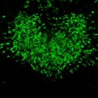 NIH researchers identify avenue for enhanced GLP-1-induced weight loss NIH researchers identify avenue for enhanced GLP-1-induced weight loss