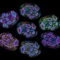 Brain organoid maturation is driven by a lifelike developmental clock